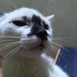 10月27日荒川沖店に参加する犬猫物語の保護猫04