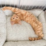 10月20日千代田店に参加するSONADORASの保護猫01