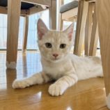 10月20日千代田店に参加するSONADORASの保護猫03