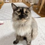 10月20日千代田店に参加するSONADORASの保護猫04