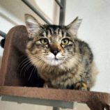 10月20日千代田店に参加するSONADORASの保護猫05