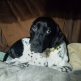 10月20日千代田店に参加するSONADORASの保護猫06