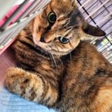 10月20日千代田店に参加するSONADORASの保護猫07