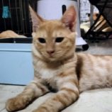 10月20日千代田店に参加するSONADORASの保護猫08