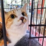 10月20日千代田店に参加するSONADORASの保護猫09