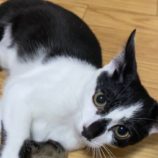 10月20日千代田店に参加するSONADORASの保護猫11