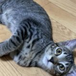 10月20日千代田店に参加するSONADORASの保護猫12