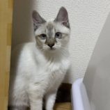 10月20日千代田店に参加するSONADORASの保護猫13