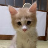 10月20日千代田店に参加するアニマルフレンドの保護猫01