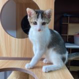 10月20日千代田店に参加するアニマルフレンドの保護猫03