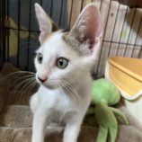 10月20日千代田店に参加するアニマルフレンドの保護猫04