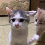 10月20日千代田店に参加するアニマルフレンドの保護猫05