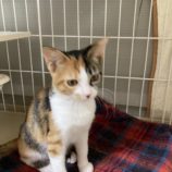 10月20日千代田店に参加するアニマルフレンドの保護猫06