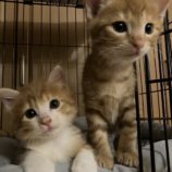 10月20日千代田店に参加するアニマルフレンドの保護猫07