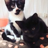 10月20日千代田店に参加するアニマルフレンドの保護猫08