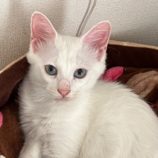 10月13日ひたちなか店に参加するネコスペ事務局の保護猫01