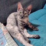 10月13日ひたちなか店に参加するネコスペ事務局の保護猫02