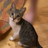 10月13日ひたちなか店に参加するネコスペ事務局の保護猫03