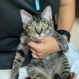 10月13日ひたちなか店に参加するネコスペ事務局の保護猫04