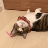 10月13日ひたちなか店に参加するネコスペ事務局の保護猫05