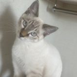 10月13日ひたちなか店に参加するネコスペ事務局の保護猫06