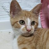 10月13日ひたちなか店に参加するネコスペ事務局の保護猫07