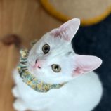 10月13日ひたちなか店に参加するネコスペ事務局の保護猫08