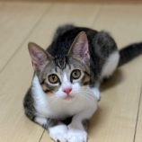 10月13日ひたちなか店に参加するネコスペ事務局の保護猫10