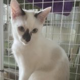 10月13日ひたちなか店に参加するネコスペ事務局の保護猫11