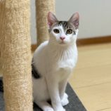 10月13日ひたちなか店に参加するネコスペ事務局の保護猫12