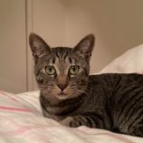 10月13日ひたちなか店に参加するネコスペ事務局の保護猫13