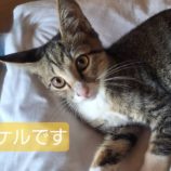 10月13日ひたちなか店に参加するネコスペ事務局の保護猫14