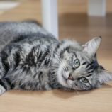 10月13日ひたちなか店に参加するネコスペ事務局の保護猫15