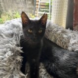 10月13日ひたちなか店に参加するネコスペ事務局の保護猫17