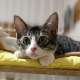 10月13日ひたちなか店に参加するネコスペ事務局の保護猫18