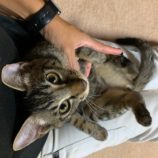 10月13日ひたちなか店に参加するネコスペ事務局の保護猫19