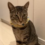 10月13日ひたちなか店に参加するネコスペ事務局の保護猫20