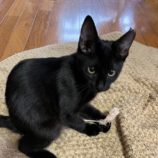 10月13日ひたちなか店に参加するネコスペ事務局の保護猫21