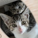 10月13日ひたちなか店に参加するネコスペ事務局の保護猫22