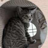 10月13日ひたちなか店に参加するネコスペ事務局の保護猫23