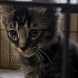 10月13日ひたちなか店に参加するネコスペ事務局の保護猫24