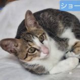 10月13日ひたちなか店に参加するネコスペ事務局の保護猫25