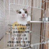 10月13日ひたちなか店に参加するネコスペ事務局の保護猫26