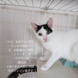 10月13日ひたちなか店に参加するネコスペ事務局の保護猫27