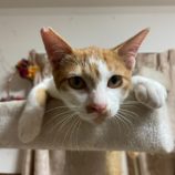 10月20日ひたちなか店に参加するホーリーキャットの保護猫02