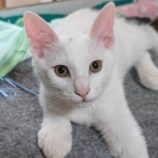 10月20日ひたちなか店に参加するホーリーキャットの保護猫03