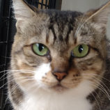 10月20日ひたちなか店に参加するホーリーキャットの保護猫04