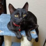 10月20日ひたちなか店に参加するホーリーキャットの保護猫05