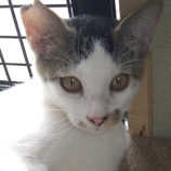 10月20日ひたちなか店に参加するホーリーキャットの保護猫06