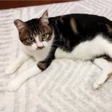 10月20日ひたちなか店に参加するホーリーキャットの保護猫07